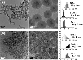 TEM images and histograms showing the size distribution of the silica nanospheres, hollow cavities, and Fe3O4 and Au grains of (a) Fe3O4/Au@SiO2 and (b) Au@h-SiO2 synthesized from 8 nm sized Fe3O4 nanocrystals.