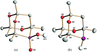 Thermal ellipsoid (50% probability) plots of structures of (a) β-CgPOOH and (b) β-CgPH, omitting all carbon-bound hydrogen atoms. Selected geometrical data: bond lengths [Å] and angles [°] for (a) P1–C2 1.8263(16), P1–C9 1.8201(15), P1–O4 1.4942(11), P1–O5 1.5483(11), C2–P1–C9 97.74(7), O4–P1–O5 114.83(6). (b) P1–C2 1.871(4), P1–C9 1.877(4), P1–H21 1.32(3), C2–P1–C9 98.5(16).