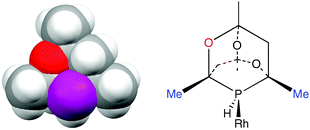 (a) Space filling model of β-CgPH (from the crystal structure shown in Fig. 2a); (b) β-CgPH coordinated to Rh.