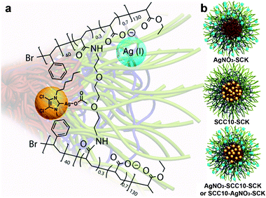 Schematic representations of (a) SCC10 (yellow ball) incorporated into the core and Ag+ (blue ball) from AgNO3 chelated into the shell of an SCK prepared from PAA130-b-PS40; and (b) AgNO3–SCK, SCC10–SCK, and AgNO3–SCC10–SCK or SCC10–AgNO3–SCK. Note: the placements of the silver species within the SCK framework are hypothetical locations, which have not been confirmed experimentally.