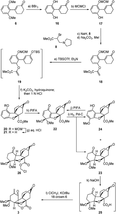 Construction of pentacyclic lactone3. Reagents and conditions: (a) BBr3 (3.5 equiv.), CH2Cl2, −78 → 0 °C, 2 h, 98%; (b) NaH (1.1 equiv.), MOMCl (1.2 equiv.), THF, 0 °C, 2 h, 56%; (c) NaH (2.1 equiv.), THF, 0 → 23 °C, 1 h; then 8 (4.0 equiv.), THF, 0 → 23 °C, 8 h; (d) Na2CO3 (2.6 equiv.), MeI (11 equiv.), MeOH, reflux, 2 h, 57% over the two steps; (e) TBSOTf (1.5 equiv.), Et3N (3.0 equiv.), CH2Cl2, 0 °C, 2 h; (f) K2CO3 (4.8 equiv.), hydroquinone (1.2 equiv.), toluene, reflux , 18 h; then 1.0 N aq. HCl, 23 °C, 1 h, 50% over the two steps; (g) HCl (6.0 N aq.)/EtOH–CHCl3 (1 : 1 : 1), reflux, 3 h, 83%; (h) PIFA (2.0 equiv.), KHCO3 (2.2 equiv.), MeOH, 0 → 23 °C, 0.5 h, 83%; (i) 10% Pd/C (0.33 equiv.), H2, EtOH, 23 °C, 10 h, 23: 66%, 24: 33%; (j) PIFA (2.0 equiv.), KHCO3 (2.2 equiv.), MeOH, 0 → 23 °C, 0.5 h, 70%; (k) 1.0 N aq. NaOH (7.0 equiv.), EtOH, reflux, 5 h; then 1.0 N aq. HCl; (l) ClCH2I (11 equiv.), KOtBu (5.0 equiv.), 18-crown-6 (5.5 equiv.), THF, 23 °C, 3 h, 42% over the two steps.