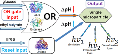 The OR–Reset enzyme system based on GOx–Est–Urease concerted operation producing in situ pH changes as the output signal when activated by glucose, ethyl butyrate and urea.