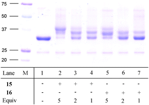 
          SDS-PAGE
          gel of PEGylated AHA-CalB (1 μg/μL) using various equivalents of cyclooctyne 15 or 16.