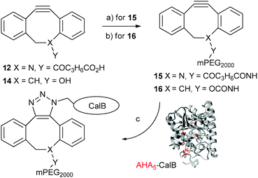 
          Reagents and conditions: (a) H2N-PEG2000-OMe, EDC, DMAP, CH2Cl2, 2 d, r.t.; (b) (1) (4-NO2C6H4)OCOCl, pyridine, CH2Cl2, 4 h, r.t.; (2) H2N-PEG2000-OMe, CH2Cl2, 1 d, r.t.; (c) PBS-buffer (pH 8.5, 30 μM), 3 h, r.t.