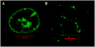 Confocal luminescence images of live SP2 myeloma cells at 37 °C after incubation for 48 h with (A) [Ru(dppz)2PIC-Arg8]10+ and (B) [Ru(dppz)2PIC]2+. λex = 458 nm, λem = 620 nm.