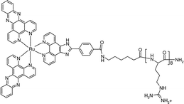 Structure of [Ru(dppz)2PIC-Arg8]10+. In the parent complex, the aryl amide on the imidazole ring is replaced with an aryl acid.