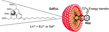 Schematic representation of the micelle with the inclusion of the naphthalimide.