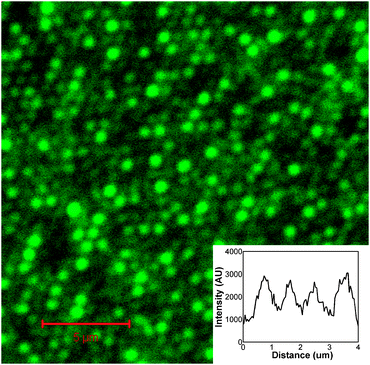 Fluorescence microscopy image of nano-cavity arrays selectively modified with PEG–thiol on the top surfaces and Oregon Green fibrinogen at the interior cavity walls. The wavelength of excitation was 488 nm. The inset shows an intensity profile across the array.