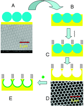 Preparation of selectively modified nano-cavity arrays; (A) assembly of polystyrene spheres (820 nm) on a planar gold surface and SEM image of this template, (B) electrochemical deposition of gold between sphere voids, (C) modification of the exposed top surface of the array with the desired thiolated compound, (D) removal of polystyrene spheres by sonication in toluene and SEM image of the resulting nano-cavity array, (E) modification of the internal cavity walls with a different surface binding compound.