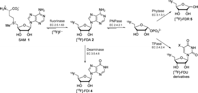 Previously reported fluorinase coupled enzyme systems for the synthesis of various 18F-labelled compounds.8