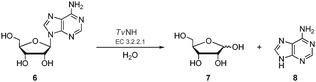 The NH-catalysed hydrolysis of a ribonucleoside exemplified by adenosine 6N-glycosidic bond cleavage to generate ribose 7 and adenine 8.