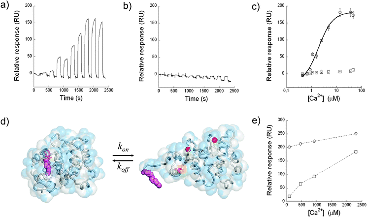 Surface plasmon resonance detection of conformational changes in mRec at T = 25 °C. Repeated injections of increasing [Ca2+] over a sensor chip in which mRec (a) and mRecE121Q (b) were immobilized, corrected after blank subtraction of the reference flow cell that lacked immobilized protein. (c) Results from four independent replicates of the experiment described in (a) and (b) for mRec (○) and mRecE121Q (□) (mean ± s.d. of the maximum response). The fitting curve is a Hill sigmoid with KappD = 1.9 ± 0.4 μM. (d) Average NMR structures of the T (left, PDB entry: 1IKU8) and R (right, PDB entry: 1JSA6) states of mRec. The protein backbone is displayed in tubes, Ca2+ ions (red) and myristoyl group (magenta) are shown in spheres and SAS is represented in transparency by gray (hydrophobic) and blue (hydrophilic) surface. The residue Cys38 target of site-specific thiol–disulfide exchange for protein immobilization on the sensor chip is marked by orange sticks. The radius of gyration is 16.5 Å and 18.3 Å for T and R, respectively. The total SAS for the two conformations are 10 333 Å2 and 12 014 Å2, respectively. (e) Results of injections of higher [Ca2+] over the same two flow cells, in which mRec (○) and mRecE121Q (□) were immobilized.