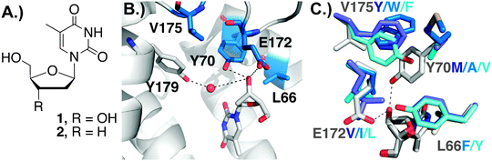 (A) Structures of thymidine (1) and 3′-deoxythymidine (2). (B) DmdNK co-crystallized with Thy (PDB: 1OT3).10 Active site residues that were found critical to switching the enzyme's substrate specificity from Thy to ddT by directed evolution (E172/Y179) and computational modeling (L66/Y70/E172/V175) are shown. (C) Overlay of key active site residues in the native structure and Rosetta model highlights the necessity for coevolution at positions 66, 70, and 175 due to steric constraints.