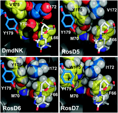 
          In silico remodeling of DmdNK focused on L66, Y70, E172, and V175 that form a hydrogen-bonding network with the substrate. In RosD5 and RosD6, substitutions of L66F, Y70M, and V175Y were explored in combination with E172V and E172I, respectively. The model suggests tighter packing for I172 in comparison to V172, consistent with the higher thermostability of the former. The conformational reorganization of Y175W in RosD7 further improves the catalytic performance.