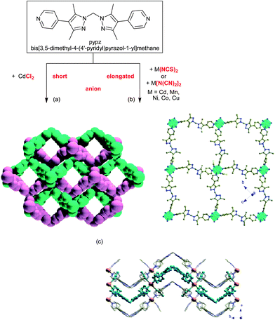 (a) Space-filling diagram of the interpenetrating (interwoven) 2D (4,4) layers of [CdCl2(pypz)2]n. (b) Single 2D (4,4) layer in [M(dca)2(pypz)2]n or (shown here) [M(NCS)2(pypz)2]n (M = Cd, Mn, Ni, Co, Cu) with metal spheres highlighted as green polyhedra. (c) Side view of adjacent layers with the central layer in a ball-and-stick model and the other two in a wire model; metal atoms in yellow. Note the mutual pointing of the axial, terminal elongated NCS anion ligands into the openings of the adjacent layers.90