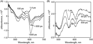 Time-resolved absorption spectra recorded following a 387 nm laser pulse excitation of (A) (P(ZnP)1 + C60)m and (B) (P(ZnP)8 + C60)m. All samples were prepared in argon-saturated acetonitrile–toluene (3 : 1, v/v) and measurements were made at 298 K.97