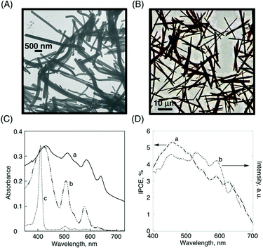 (A) TEM image of H2P nanorods, (B) optical microscope image of H2P fibers, (C) absorption spectra of (a) H2P nanorod film, (b) H2P drop-cast film on quartz plates, and (c) H2P (4 × 10−6 mol dm−3) in toluene, (D) (a) photocurrent (IPCE) action spectrum of H2P nanorods on an OTE/SnO2 electrode (electrolyte: 0.5 mol dm−3 LiI and 0.01 mol dm−3 I2 in acetonitrile), (b) excitation spectrum of H2P nanorod films (observed at 710 nm).47