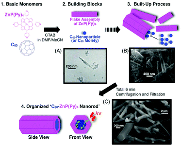 Schematic illustration of the organization process of C60 and ZnP(Py)4 with CTAB in this study. CTAB is omitted for clarify. The electron micrographs show the time-dependent formations: (A) 1 min, (B) 3 min and (C) 6 min after injection.122