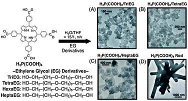 Size-control of porphyrin nanoparticles using EG derivatives. (A) H2P(CO2H)4/TriEG, (B) H2P(CO2H)4/TetraEG, (C) H2P(CO2H)4/HeptaEG and (D) pristine H2P(CO2H)4 rods.71