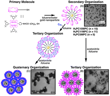 An illustration of the quaternary self-organization of porphyrin and C60 units with gold nanoparticles, and their TEM images of (A) H2PC11MPC, (B) (H2PC11MPC)m, and (C) (H2PC11MPC + C60)m.87,88