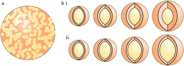 Internally mixed aerosols divided into homogeneously mixed aerosol (a) and heterogeneously mixed aerosols (coated particles) (b), with two types of coated aerosol, constant core diameter with increasing shell thickness (i), and increasing core diameter with constant shell thickness (ii).