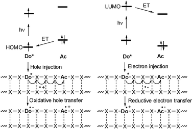 Comparison of photoinduced hole injection and oxidative hole transfer (HOMO-control) vs. electron injection and reductive electron transfer (LUMO-control) in DNA (Do = donor, Ac = acceptor, ET = electron transfer).