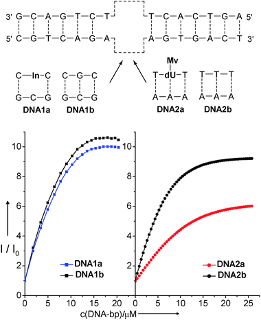 Titration curves for the spectrofluorimetric titrations (λexc = 510 nm) of ethidium (3 μM in 10 mM Na–Pi buffer, pH 7, 20 °C) with In-modified DNA1a (left) and Mv-modified DNA2a (right). The solutions used for the titrations contained 3 μM DNA (double stranded) and 3 μM ethidium in 10 mM Na–Pi buffer, pH 7, 20 °C. Titrations with unmodified duplexes DNA1b and DNA2b serve as references.