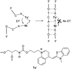 Electron transfer with To′ (incorporated via its quinoline nitrogen) as a photoinducable artificial DNA base and Ni as the acceptor occurs efficiently in the single strand and is inhibited in the duplex (ET = electron transfer).