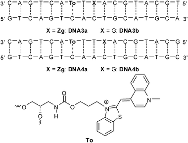 Sequences of DNA3a-DNA4b for hole transfer studies between thiazole orange and 7-deazaguanine (To = thiazole orange attached via its benzothiazole nitrogen, Zg = 7-deazaguanine).