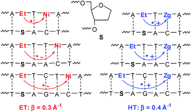 DNA-donor–acceptor system for the comparison of reductive electron transfer (ET) and oxidative hole transfer (HT) based on Et as the charge donor.