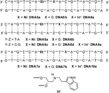 Sequences of DNA5a-DNA7b for electron transfer studies between Et and Ni, and of DNA8a-DNA10a for hole transfer experiments between Et and In′ (attached via an acyclic linker).