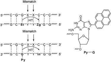 DNA donor–acceptor-systems for the analysis of single base mismatches using charge transfer according to the DETEQ concept.