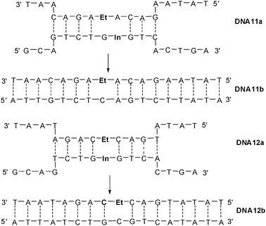 Sequences DNA11a and DNA12a with ethidium (Et) and indole (In) for strand displacement experiments yielding DNA11b and DNA12b.