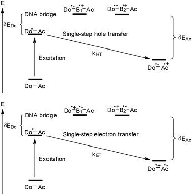 Oxidative hole transfer (top) and reductive electron transfer (bottom) through a DNA bridge via the superexchange mechanism (Do = donor, Ac = acceptor, B = DNA base, HT = hole transfer, ET = electron transfer).