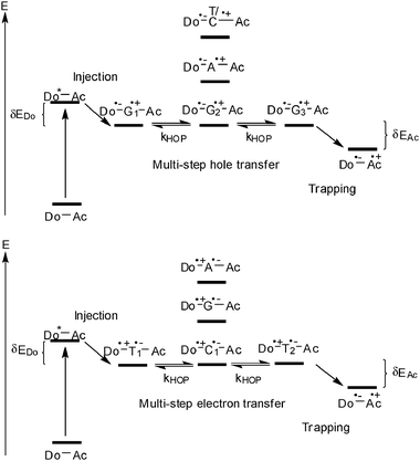 Photoinduced hole hopping (top) and electron hopping (bottom) in DNA (Do = donor, Ac = acceptor, HOP = hopping).