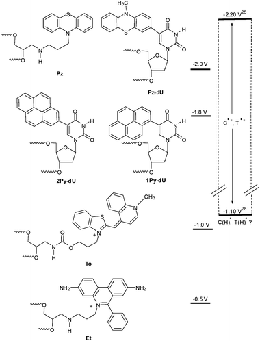 Estimated excited state reduction potentials of fluorophores that we applied for the investigation of reductive electron transfer, in comparison to the range of the reduction potentials of C and T25,28 (Et = ethidium, To = thiazole orange, Pz = phenothiazine, Py = pyrene).