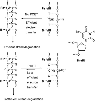 DNA-donor–acceptor system for the investigation of electron transfer in DNA based on Pz-dU as the electron donor and Br-dU as chemical electron trap (PCET: proton coupled electron transfer).