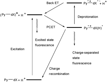 Pyrene-modified nucleosides (dX = dU or dC; in 1Py-dU, 2Py-dU and Py-dC) as models for electron transfer in DNA (PCET = proton-coupled electron transfer).