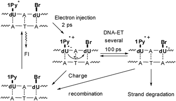 DNA-donor–acceptor system for the investigation of electron transfer in DNA based on 1Py-dU as the electron donor and Br-dU as the electron trap.