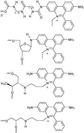 Ethidium as a 5′-terminal modification, as a nucleoside, and as nucleoside analogs either with D-threolinol or (S)-aminopropanediol as the linker between the phosphodiester bridges. For the subsequently described charge transfer studies the latter DNA modification was used.