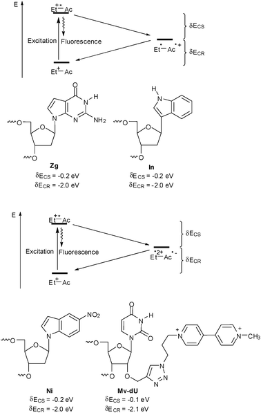 Charge acceptors for oxidative hole transfer studies (top) and reductive electron transfer studies (bottom) with ethidium-modified DNA (Do = donor: Zg = 7-deazaguanine, In = indole; Ac = acceptor: Ni = 5-nitroindole, Mv = methyl viologen, CS = charge separation, CR = charge recombination).