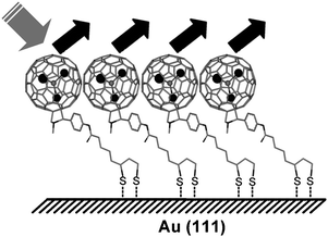 Schematic representation of bonding of the dithiolane group to the Au-surface.