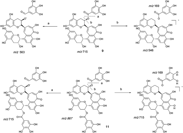 Mechanism of fragmentation of theaflavin mono gallate 9 and theaflavin digallate 11.