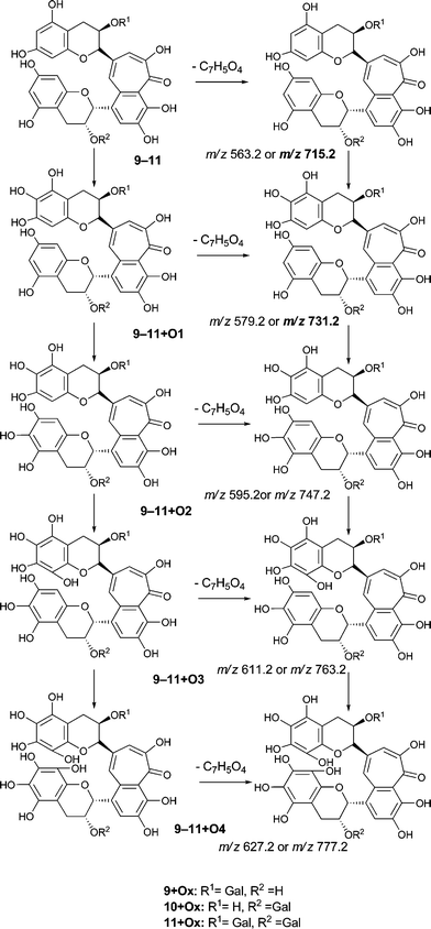 Suggested mechanism of formation of oxygenated homologous series of compounds through successive oxidations and nucleophilic additions of water starting from theaflavin mono gallates 9 and 10 and theaflavin digallate 11 including expected fragmentation pathways (regioisomers selected randomly).