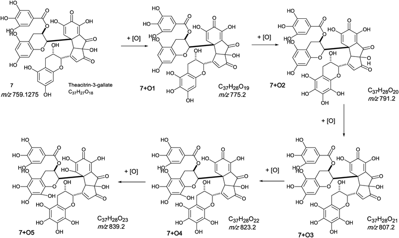 Homologous series D of theacitrin-3-gallate 7 with successive oxygen insertion (regioisomers selected randomly).