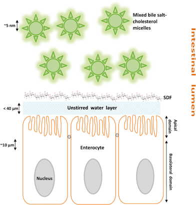 Illustration of the potential barrier property of SDF in the small intestine.