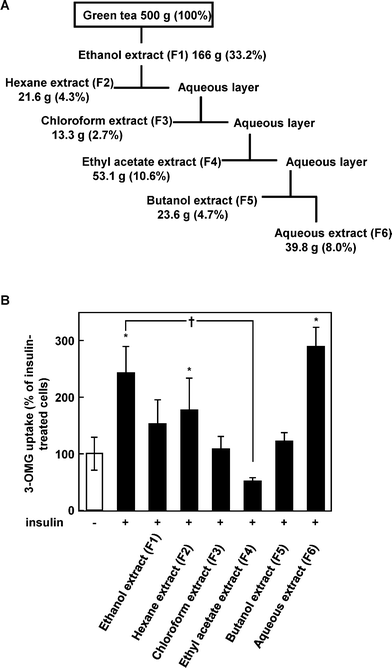 Green tea fractions modulate glucose uptake activity in 3T3-L1 cells. (A) Green tea was extracted with ethanol and fractionated with organic solvents, as described in Materials and methods. (B) The cells were treated with each fraction for 15 min and co-incubated with 100 nM insulin for an additional 15 min. Data are expressed as the mean ± SE (n = 4). *Significant difference from control, †significant difference from insulin-treated cells, p < 0.05 by Student's t-test.