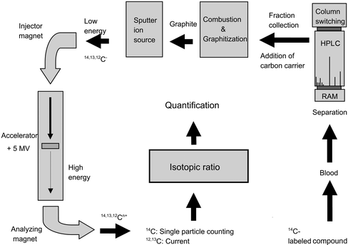 Schematics of a typical biological AMS experiment, illustrating the different steps involved in the analysis of biological samples (see text).