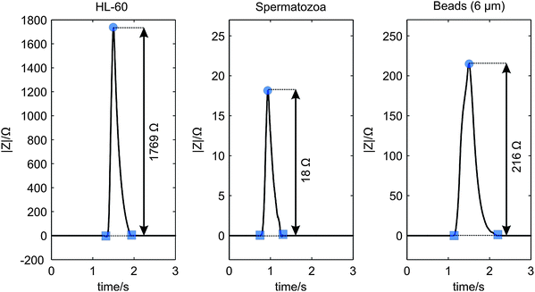 Measured examples of the processed impedance signal |Z| showing the peak heights, when a HL-60 cell (left), a spermatozoon (middle) and a 6 μm polystyrene bead (right) passed the electrode pair.