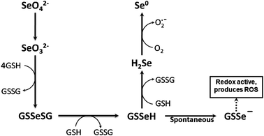 Schematic pathway of superoxide anion (O2˙−) production from the reaction of selenite (SeO32−) with glutathione (GSH) (Modified from Yan and Spallholz, 1993). This reaction mechanism with probable intermediates was proposed by Seko et al.5 However, it was Painter 25 who proposed first that excess GSH reacts with selenite resulting into formation of elemental Se. GSH reacts with selenite to produce Selenotrisulfide (GSSeSG). Selenotrisulfide is very labile and is reduced to redox reactive selenopersulfide (GSSe−) molecule either by the action of glutathione reductase in the presence of NADPH or in the presence of excess GSH. The conversion of hydrogen selenide (H2Se) into elemental selenium produces O2˙−, leading to selenite induced oxidative stress.